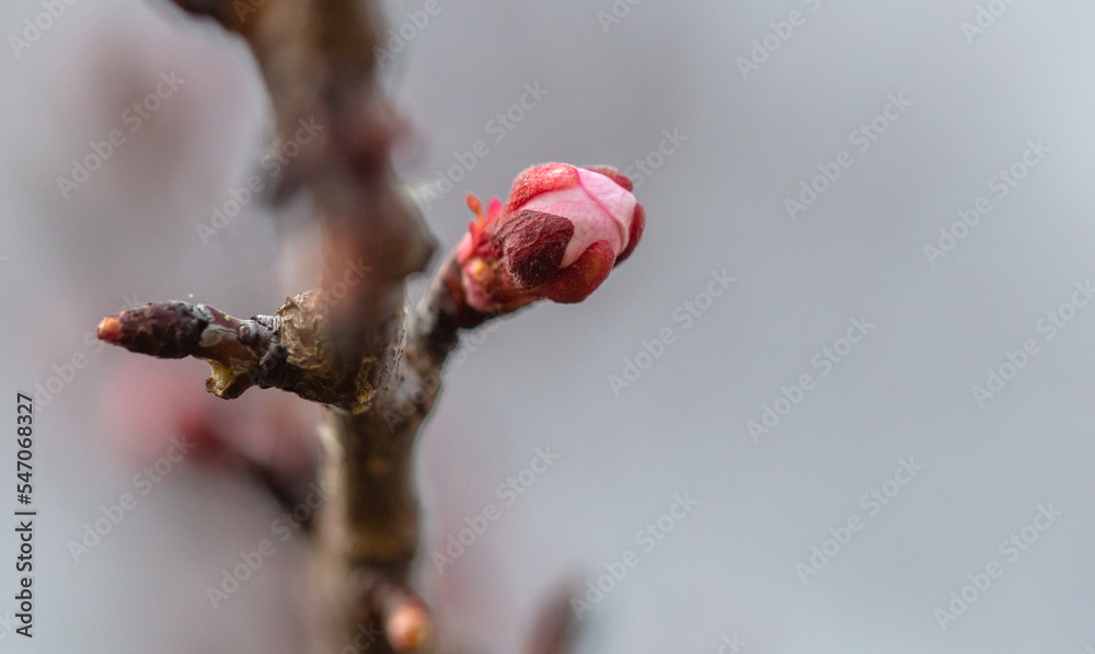 Fototapeta premium Closed flower on an apricot tree in spring.