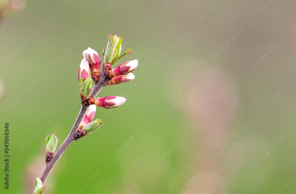 Closed flowers in buds on a cherry tree in spring.