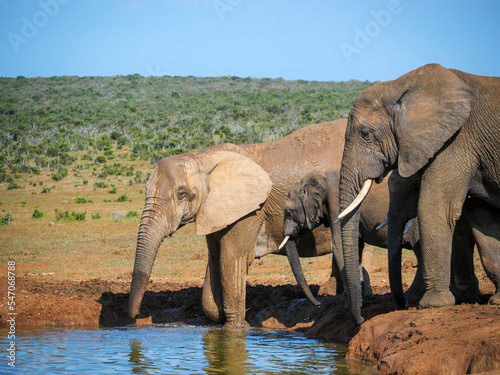 African bush elephant (Loxodonta africana) drinking at a waterhole. Eastern Cape. South Africa