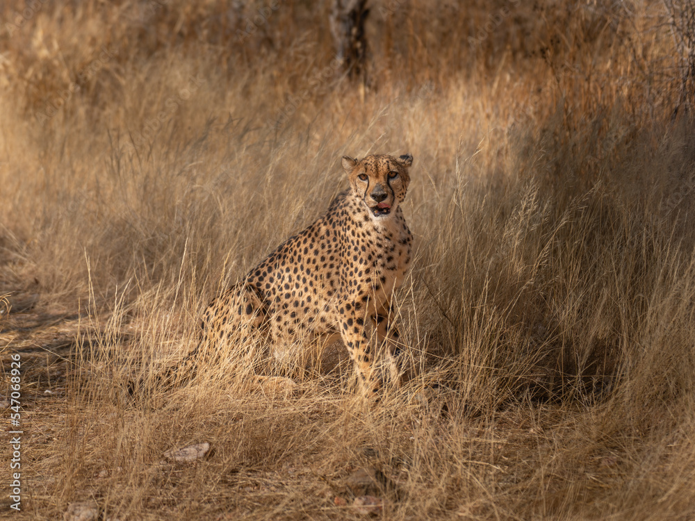 A cheetah searching for prey in the grasslands of the Kalahari Desert in Namibia. A cheetah searching for prey in the grasslands of the Kalahari Desert in Namibia.