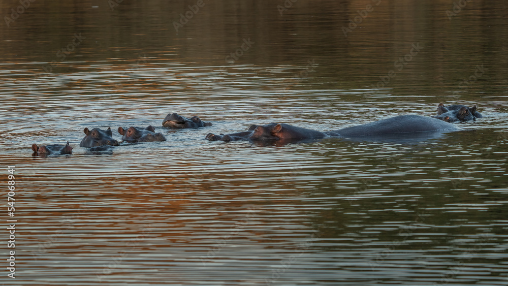 The common hippopotamus (Hippopotamus amphibius), or hippo, is a large, mostly herbivorous mammal in sub-Saharan Africa The common hippopotamus (Hippopotamus amphibius), or hippo, is a large, mostly herbivorous mammal in sub-Saharan Africa