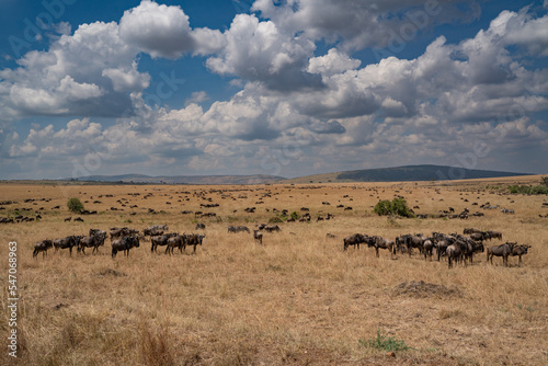 Wildebeest migration  Serengeti National Park  Tanzania  Africa