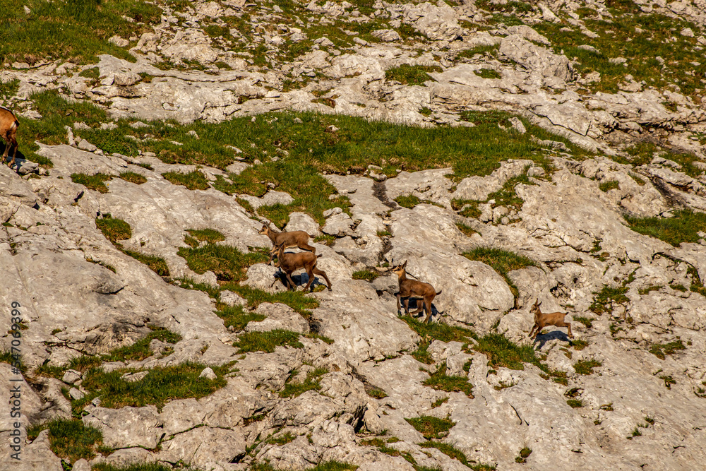 Chamois in Julian alps, Slovenia Chamois in Julian alps, Slovenia