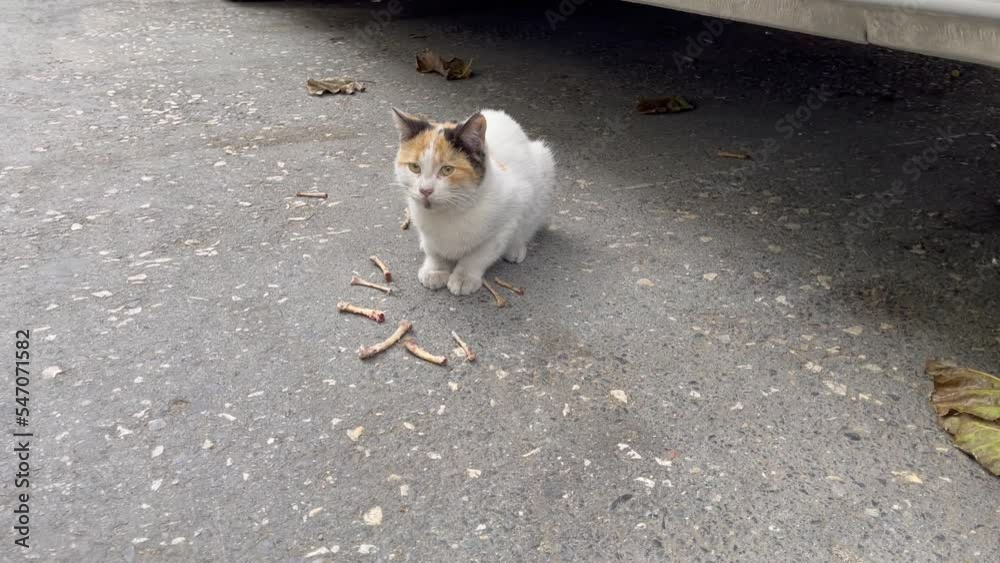 White cat eating chicken bones on street. Street feline animal looking scared White cat eating chicken bones on street. Street feline animal looking scared