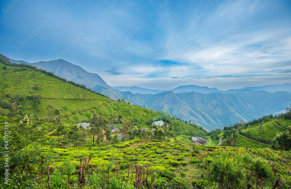 Kolukkumalai in Munnar is the highest tea garden in the country at 7900 ft.