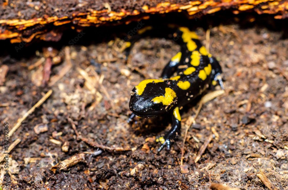 Naklejka premium The fire salamander (Salamandra salamandra) is a common species of salamander found in Europe.