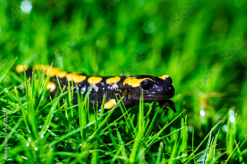 The fire salamander (Salamandra salamandra) is a common species of salamander found in Europe. © Олександр Луценко