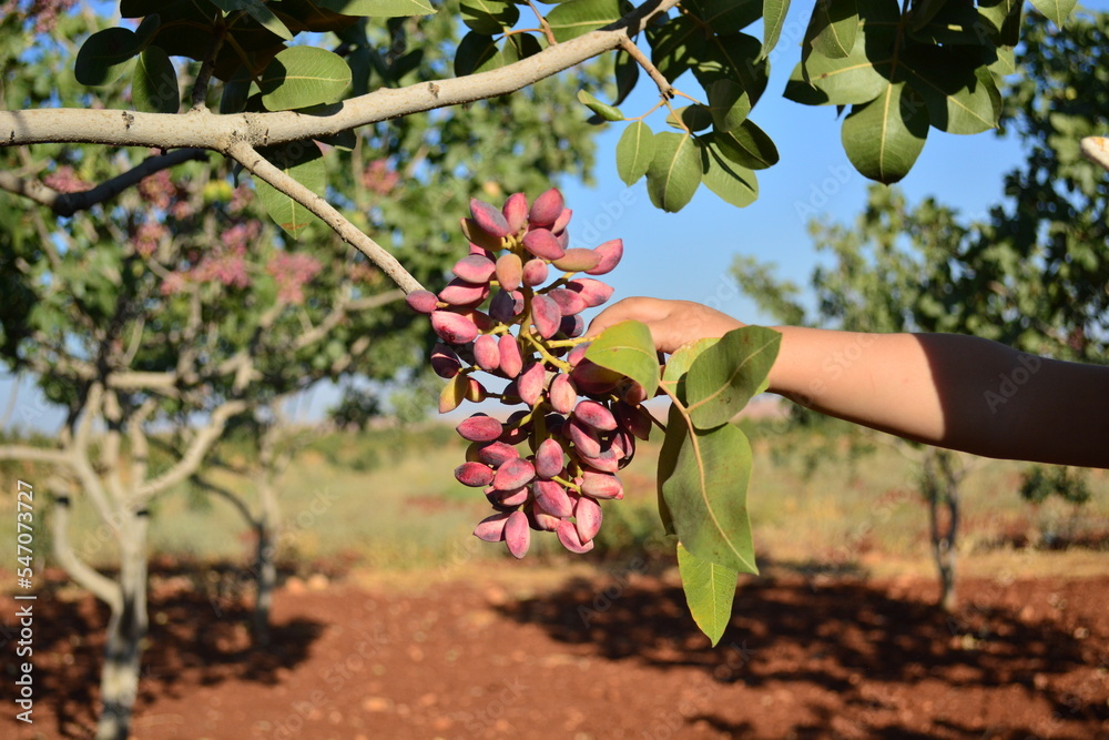 a child or kid reach out to ripened red pistachios on tree branch in ...