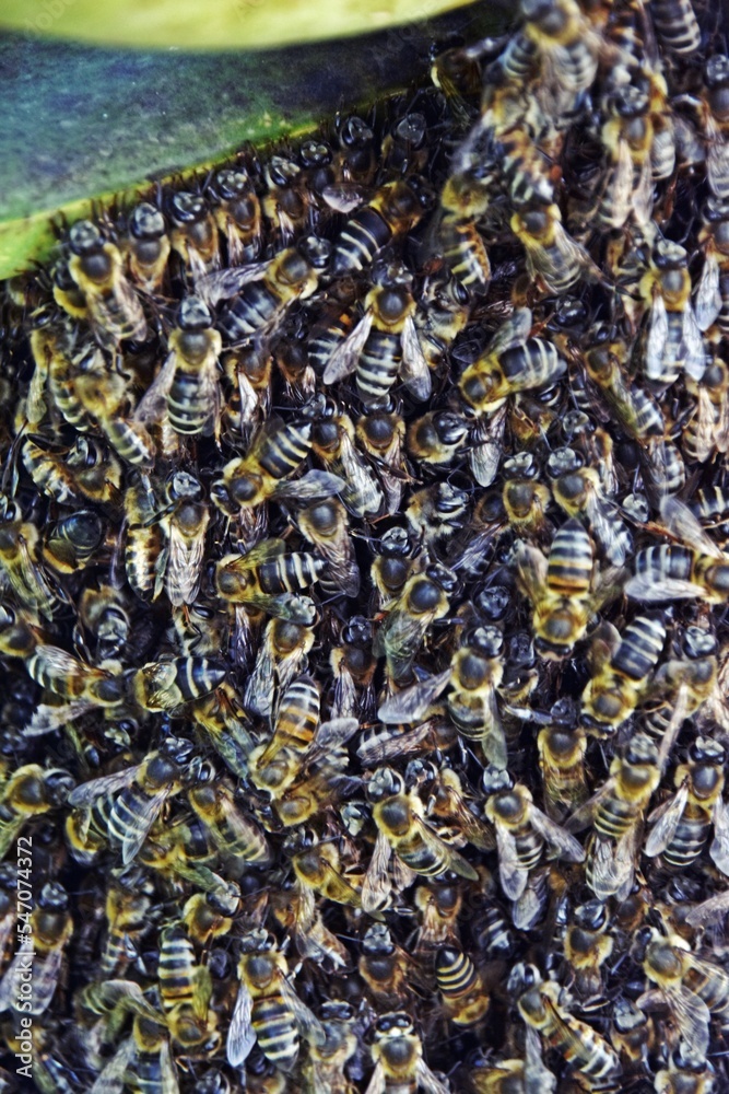 close up of a wild beehive on an Aloe Vera close up of a wild beehive on an Aloe Vera