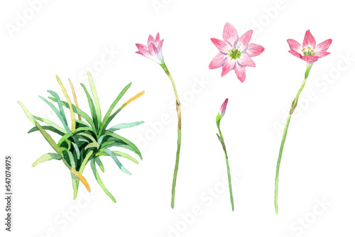 Watercolor zephyranthes lily flower collection
