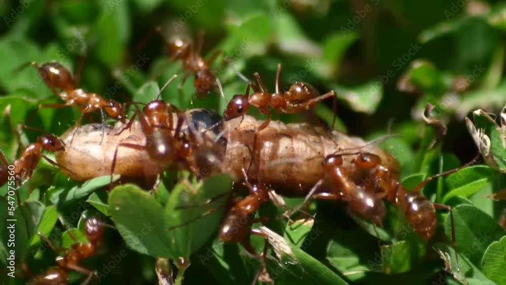 swarm of ants devour a maggot worm Stock ビデオ Adobe Stock