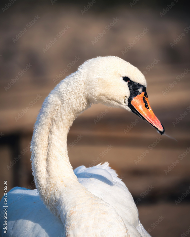 Fototapeta premium Portrait Kopf von Schwan