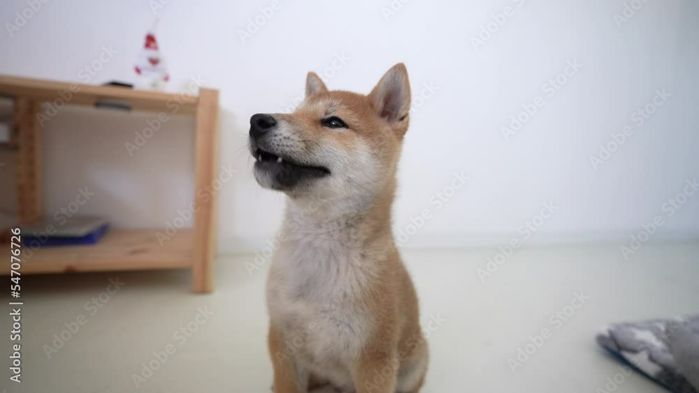 Funny Shiba Inu cub smiling. Puppy portrait of a cute dog in slow-motion 4K. Happy and adorable dog with tongue out.