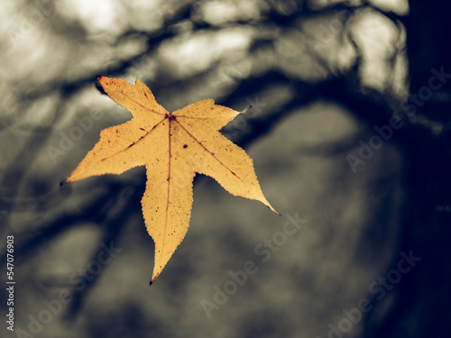 Lone Autumn leaf