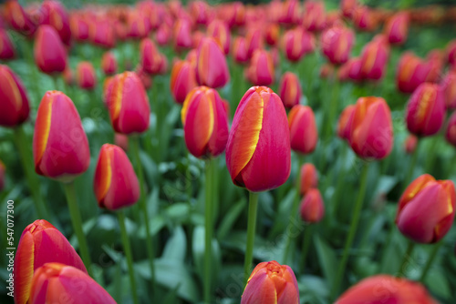 Clearing with many red tulips