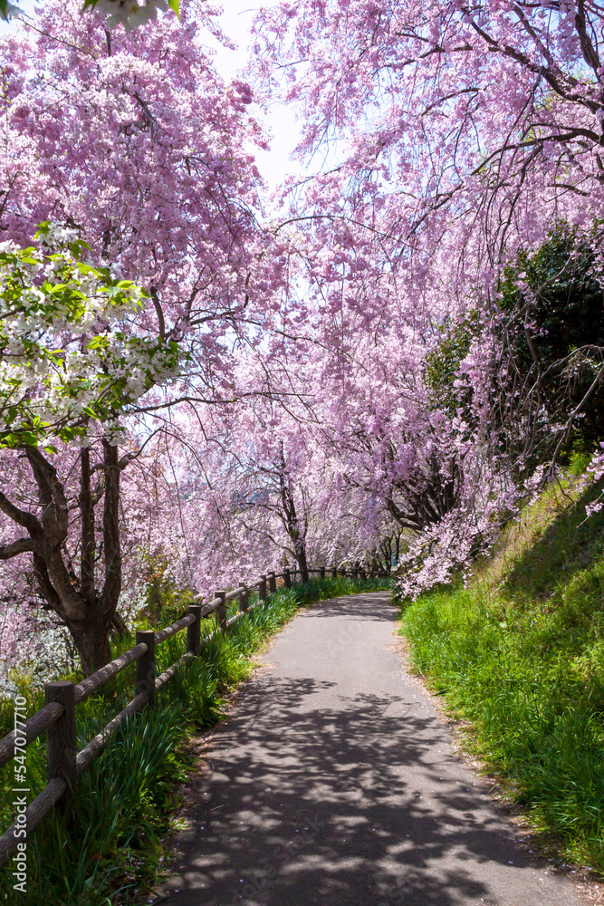枝垂れ桜の遊歩道 枝垂れ桜の遊歩道