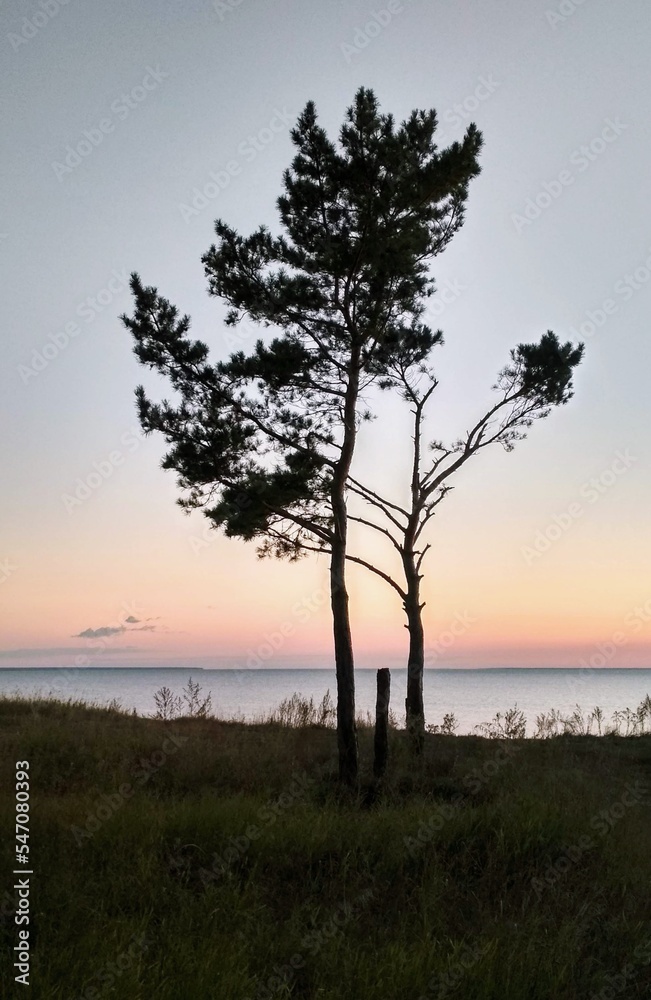 tree silhouette at sunset in the evening tree silhouette at sunset in the evening