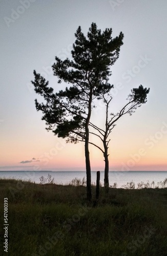 tree silhouette at sunset in the evening