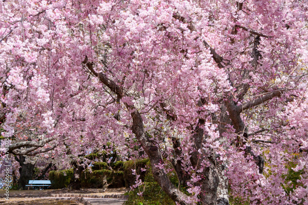 しだれ桜の下のベンチ しだれ桜の下のベンチ