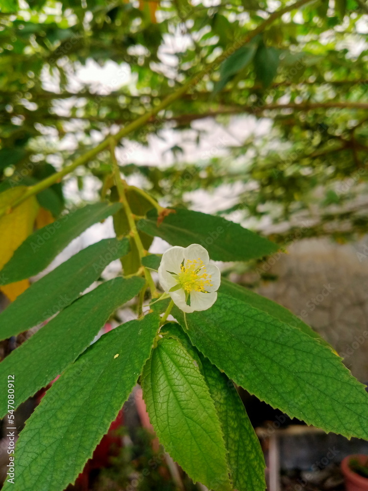 Little white color flower blooms Little white color flower blooms