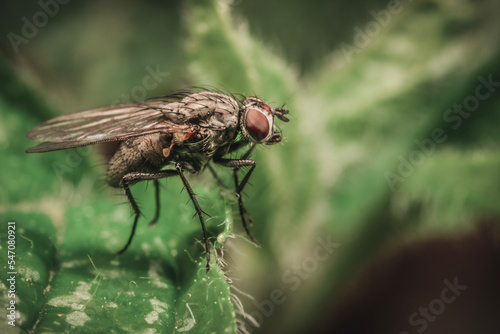 Makro Fliege auf grünem Blatt