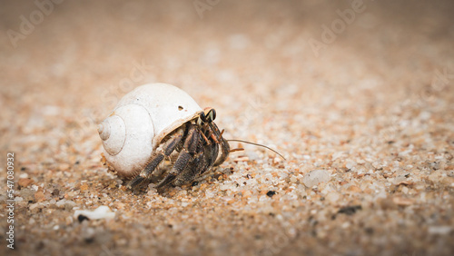 Makro kleine Einsiedlerkrebs Krabbe am Strand in Thailand