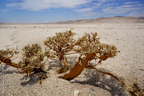 Fototapeta Naklejka Na Ścianę i Meble -  Desert with sand dunes, Namib desert in Namibia