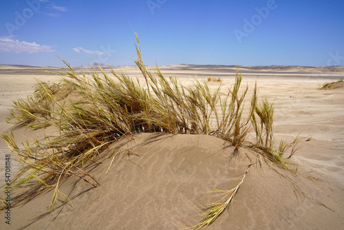 Fototapeta Naklejka Na Ścianę i Meble -  Desert with sand dunes, Namib desert in Namibia