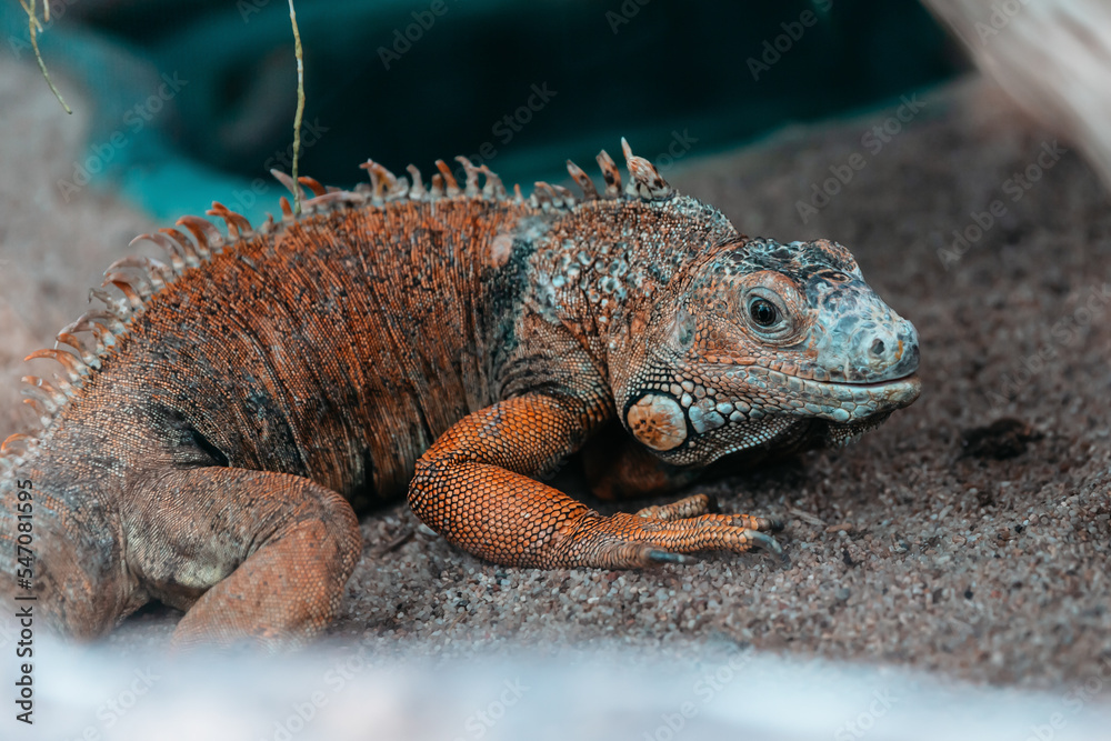 close up. common green iguana in a terrarium. close up. common green iguana in a terrarium.