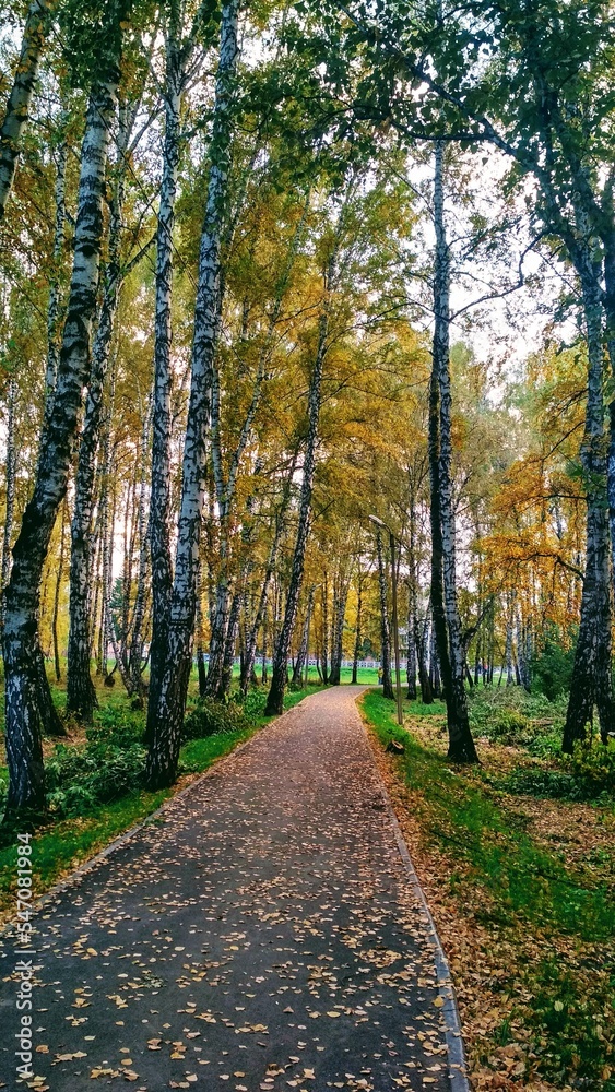Fototapeta premium path in autumn forest