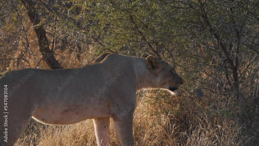 Lioness sniffing african savannah bush, smelling unknown scent. Lioness sniffing african savannah bush, smelling unknown scent.