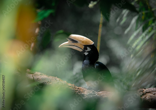 An oriental pied hornbill standing on a tree alone waiting for hunting an insect in the Khao Yai National Park of Thailand. The wildlife of the national park.