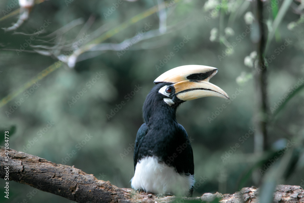 Naklejka premium An oriental pied hornbill standing on a tree alone waiting for hunting an insect in the Khao Yai National Park of Thailand. The wildlife of the national park.