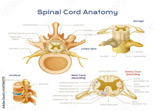 Spinal Cord Anatomy Infographics photo