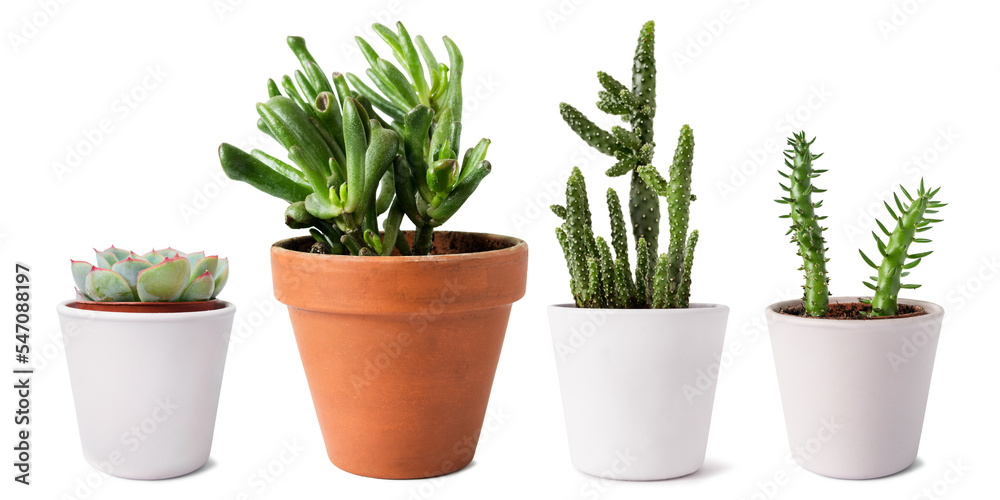 Potted succulents isolated