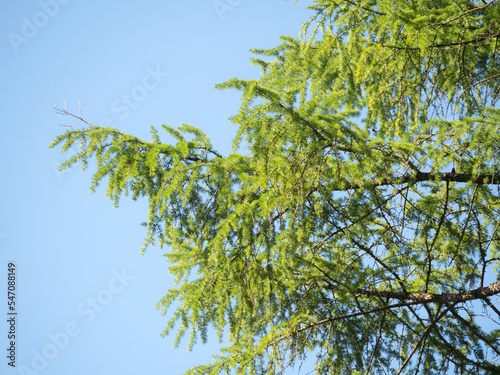 branches with green needles