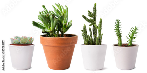 Potted succulents isolated