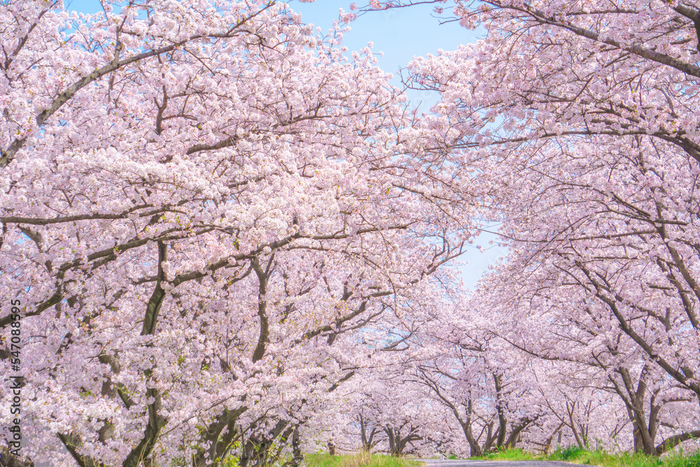 満開の桜並木の絶景 満開の桜並木の絶景