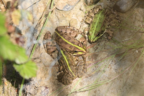 grenouilles vertes