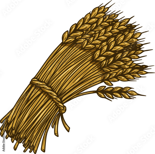 Illustration of wheat sheaf in engraving style. Design element for card, banner, menu. Vector illustration
