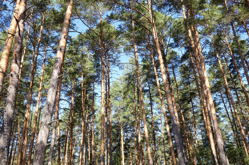 Pine tree forest. Beautiful summer forest on a summers day Pine tree forest. Beautiful summer forest on a summers day