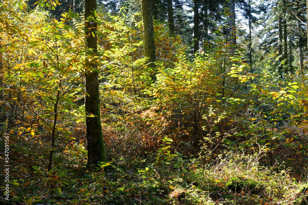 fôret bretonne à l'automne fôret bretonne à l'automne