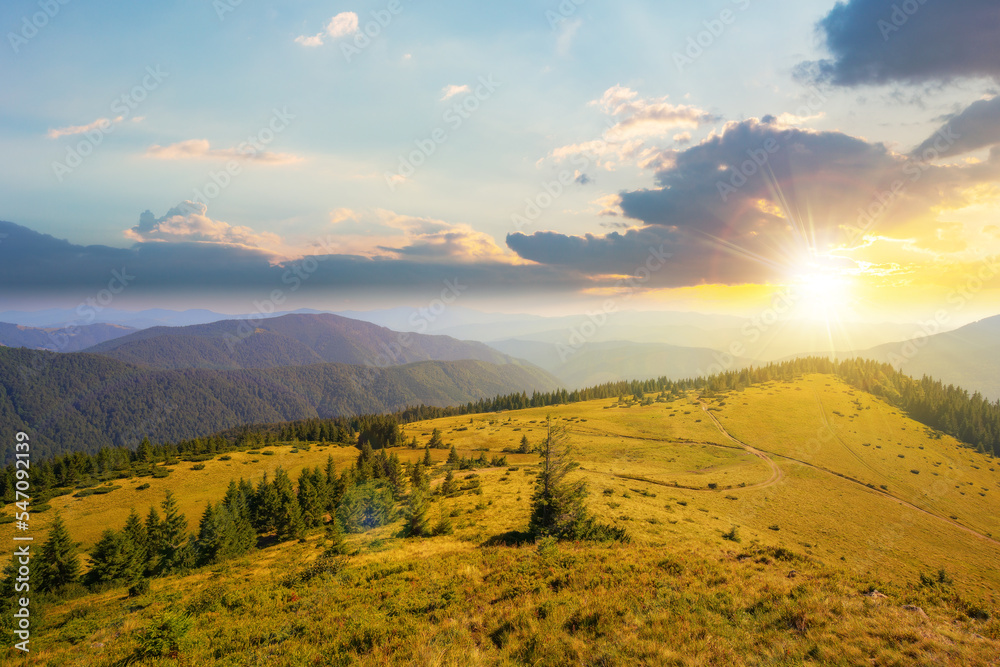 green nature environment of trascarpathia at sunset. beautiful scenery in mountains of chornohora ridge in summer. landscape with spruce forest on the hill in evening light