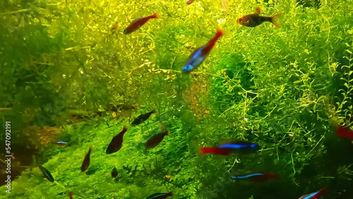 Tripical bright fishes is swimming among green seaweed in the water photo