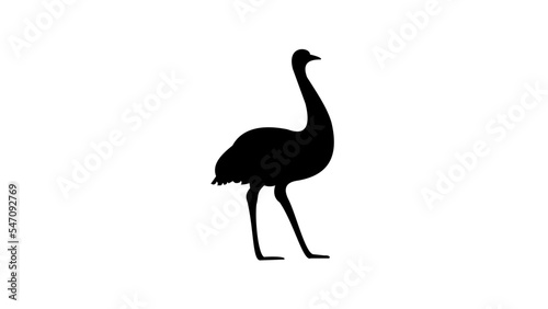 ostrich silhouette