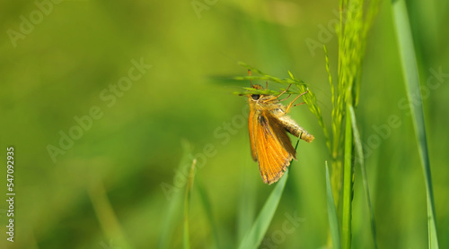 Yellow butterfly sitting on the grass