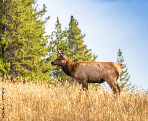 Elk at Yellowstone national park. USA.