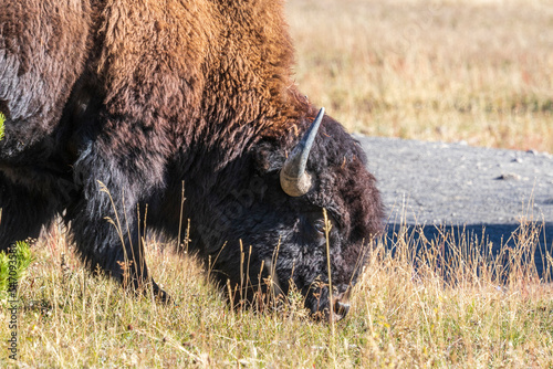 American bison at Yellowstone national park. USA.