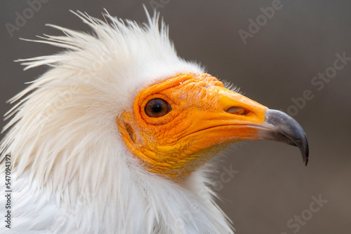 Obraz na plátně Egyptian vulture