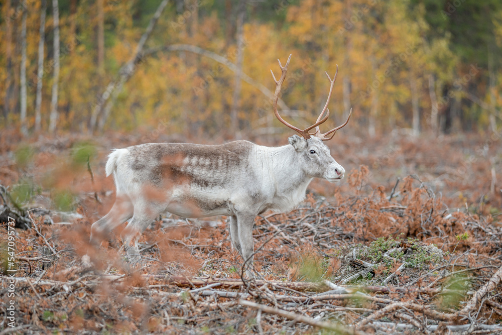 Reindeer Rangifer tarandus Herd and young calf spotted in northern part of Swedish Lappland Sweden jokkmokk Reindeer Rangifer tarandus Herd and young calf spotted in northern part of Swedish Lappland Sweden jokkmokk